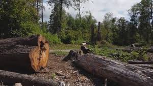 How Our Tree Care Process Works  in  Mcallen, TX