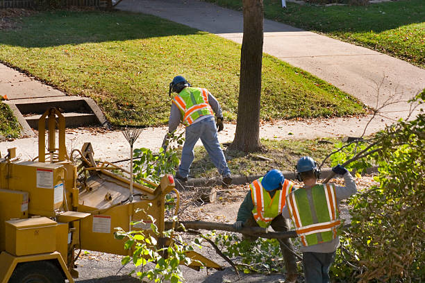 Best Tree Cabling and Bracing  in Mcallen, TX