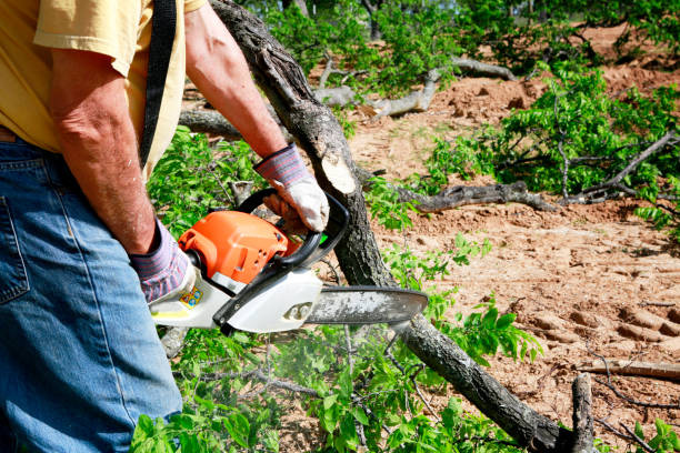 Best Tree Removal  in Mcallen, TX