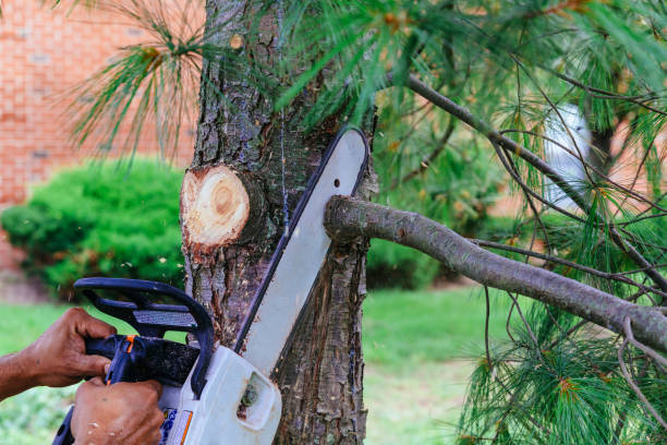 Best Tree Maintenance Programs  in Mcallen, TX